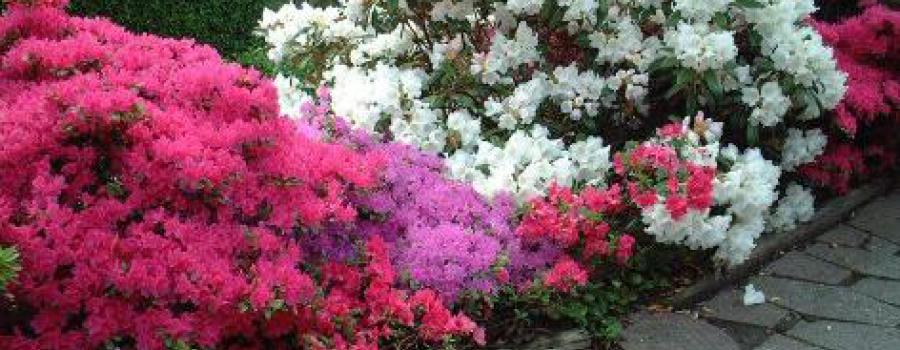 Anlæg et smukt Rhododendron-bed i din have.  